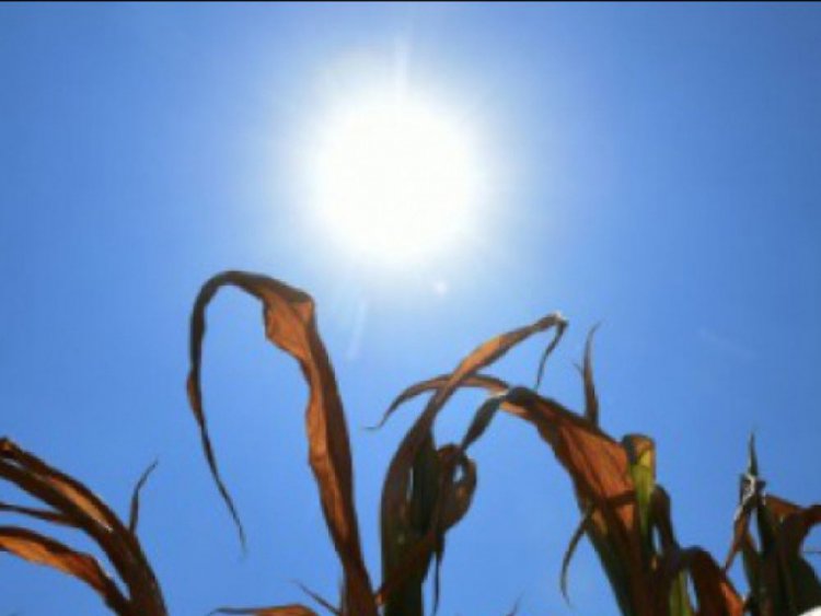 Canicule - Recensement des pertes dans les exploitations agricoles Canicule - Recensement des pertes dans les exploitations agricoles