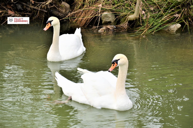Visite de la ville en images Les cygnes dans Vidourle : 1654779766.les.2.cygnes.png