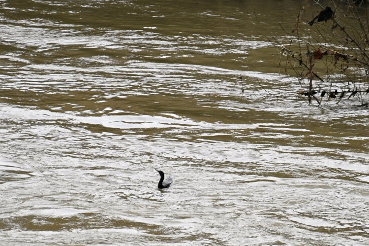 21, 22 et 23 d�cembre - Vidourlades Lundi 22 d�cembre et mardi 23 d�cembre - 2�me crue du Vidourle : 1766501379.dsc_9835.jpg