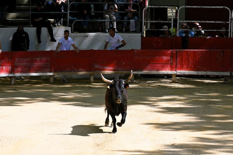 Course camarguaise du dimanche 10 mai Course camarguaise du dimanche 10 mai comptant pour le troph�e des As : 1778580745.dsc_2552.jpg