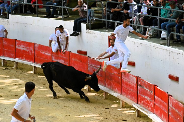 Course camarguaise du dimanche 10 mai Course camarguaise du dimanche 10 mai comptant pour le troph�e des As : 1778580746.dsc_2564.jpg