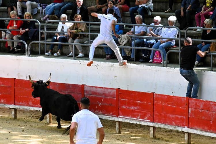 Course camarguaise du dimanche 10 mai Course camarguaise du dimanche 10 mai comptant pour le troph�e des As : 1778580747.dsc_2567.jpg