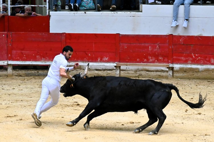 Course camarguaise du dimanche 10 mai Course camarguaise du dimanche 10 mai comptant pour le troph�e des As : 1778580748.dsc_2573.jpg