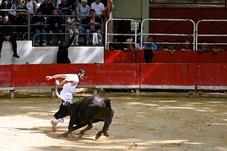 Course camarguaise du dimanche 10 mai Course camarguaise du dimanche 10 mai comptant pour le troph�e des As : 1778580749.dsc_2579.jpg