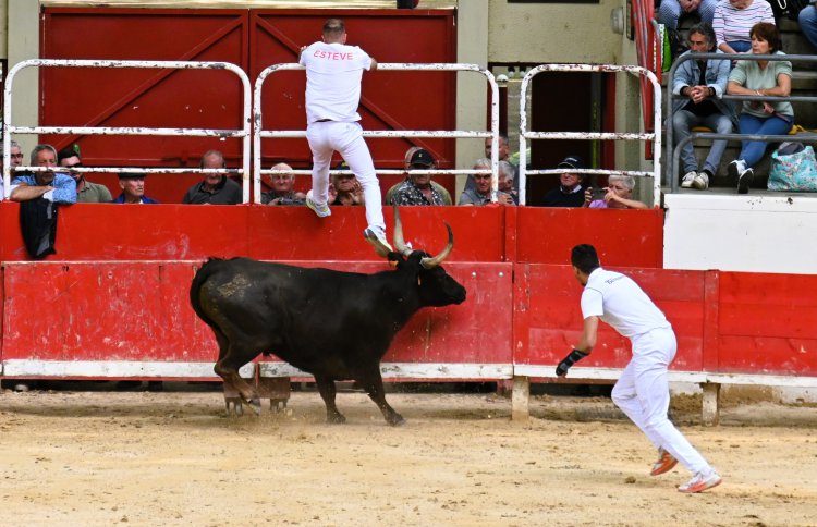 Course camarguaise du dimanche 10 mai Course camarguaise du dimanche 10 mai comptant pour le troph�e des As : 1778580750.dsc_2581.jpg