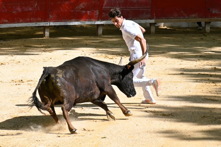 Course camarguaise du dimanche 10 mai Course camarguaise du dimanche 10 mai comptant pour le troph�e des As : 1778580751.dsc_2584.jpg