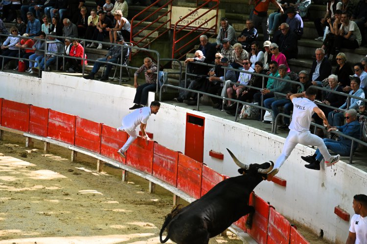 Course camarguaise du dimanche 10 mai Course camarguaise du dimanche 10 mai comptant pour le troph�e des As : 1778580752.dsc_2588.jpg
