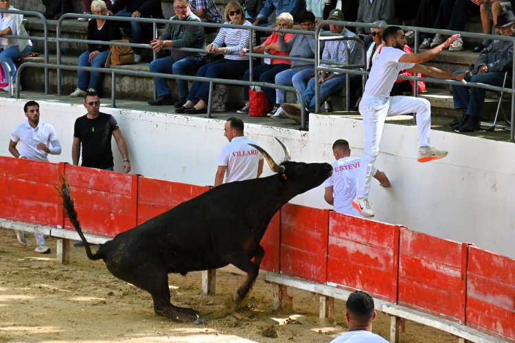 Course camarguaise du dimanche 10 mai Course camarguaise du dimanche 10 mai comptant pour le troph�e des As : 1778580753.dsc_2592.jpg