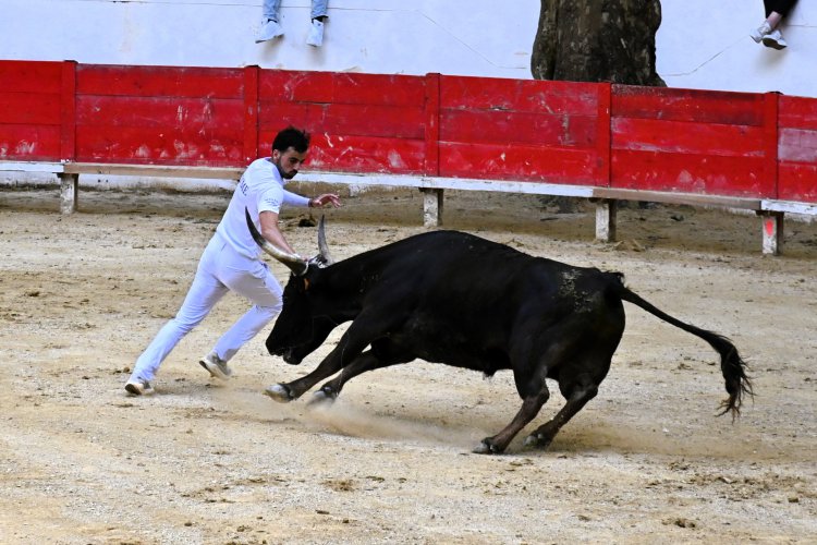Course camarguaise du dimanche 10 mai Course camarguaise du dimanche 10 mai comptant pour le troph�e des As : 1778580754.dsc_2595.jpg