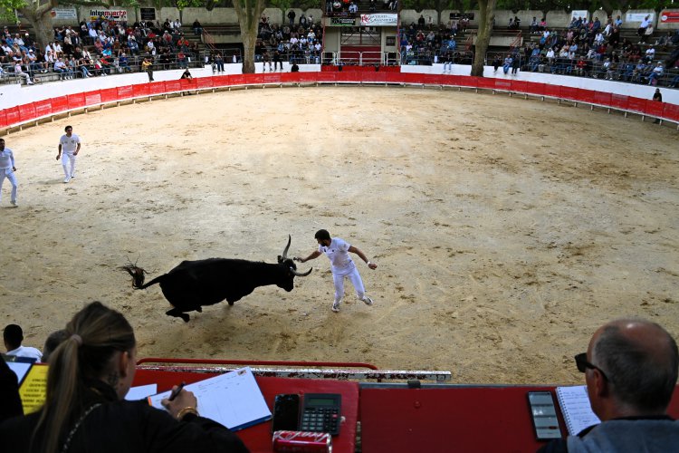 Course camarguaise du dimanche 10 mai Course camarguaise du dimanche 10 mai comptant pour le troph�e des As : 1778580756.dsc_2606.jpg