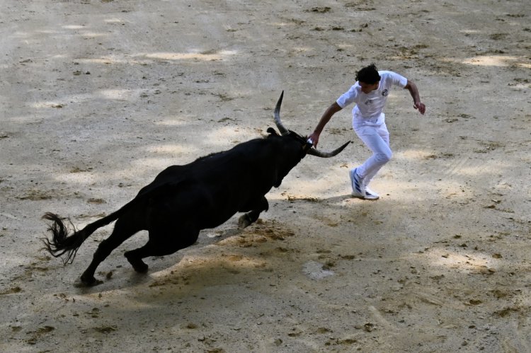 Course camarguaise du dimanche 10 mai Course camarguaise du dimanche 10 mai comptant pour le troph�e des As : 1778580757.dsc_2615.jpg