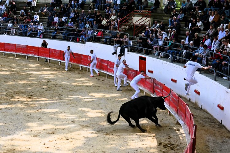 Course camarguaise du dimanche 10 mai Course camarguaise du dimanche 10 mai comptant pour le troph�e des As : 1778580758.dsc_2618.jpg