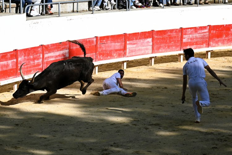 Course camarguaise du dimanche 10 mai Course camarguaise du dimanche 10 mai comptant pour le troph�e des As : 1778580759.dsc_2620.jpg