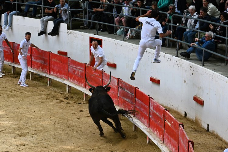 Course camarguaise du dimanche 10 mai Course camarguaise du dimanche 10 mai comptant pour le troph�e des As : 1778580760.dsc_2633.jpg