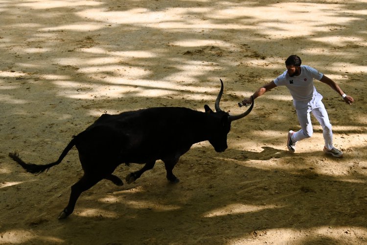 Course camarguaise du dimanche 10 mai Course camarguaise du dimanche 10 mai comptant pour le troph�e des As : 1778580761.dsc_2645.jpg