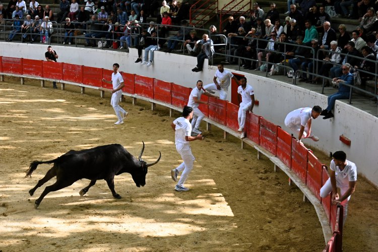 Course camarguaise du dimanche 10 mai Course camarguaise du dimanche 10 mai comptant pour le troph�e des As : 1778580762.dsc_2653.jpg