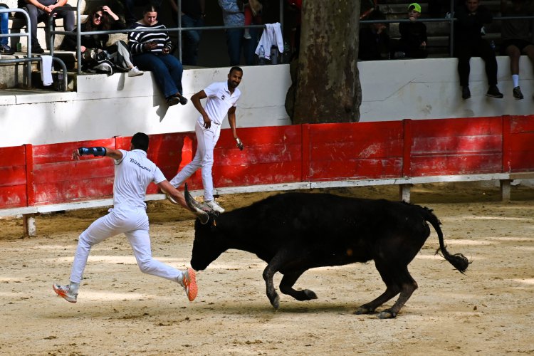 Course camarguaise du dimanche 10 mai Course camarguaise du dimanche 10 mai comptant pour le troph�e des As : 1778580763.dsc_2663.jpg