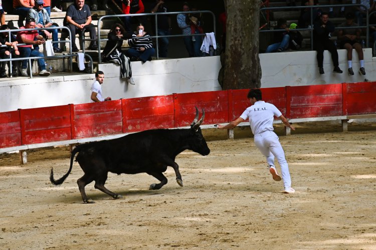 Course camarguaise du dimanche 10 mai Course camarguaise du dimanche 10 mai comptant pour le troph�e des As : 1778580764.dsc_2666.jpg