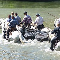 La "gaze" de taureaux dans Vidourle