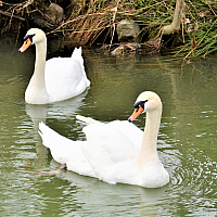 Les cygnes dans Vidourle