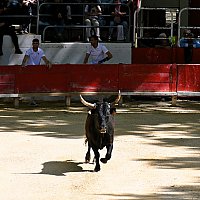 Course camarguaise du dimanche 10 mai comptant pour le troph�e des As