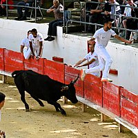 Course camarguaise du dimanche 10 mai comptant pour le troph�e des As