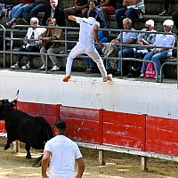Course camarguaise du dimanche 10 mai comptant pour le troph�e des As