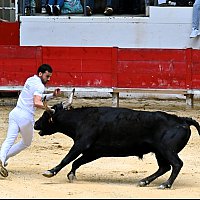 Course camarguaise du dimanche 10 mai comptant pour le troph�e des As