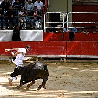 Course camarguaise du dimanche 10 mai comptant pour le troph�e des As