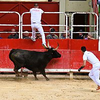 Course camarguaise du dimanche 10 mai comptant pour le troph�e des As