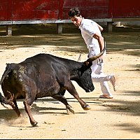 Course camarguaise du dimanche 10 mai