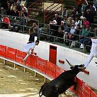 Course camarguaise du dimanche 10 mai comptant pour le troph�e des As