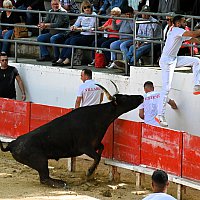 Course camarguaise du dimanche 10 mai comptant pour le troph�e des As