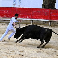 Course camarguaise du dimanche 10 mai comptant pour le troph�e des As