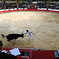 Course camarguaise du dimanche 10 mai comptant pour le troph�e des As