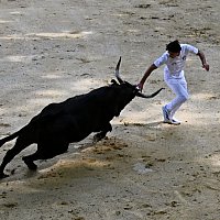 Course camarguaise du dimanche 10 mai comptant pour le troph�e des As