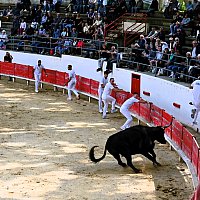 Course camarguaise du dimanche 10 mai comptant pour le troph�e des As