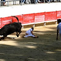 Course camarguaise du dimanche 10 mai comptant pour le troph�e des As