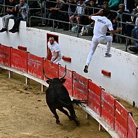 Course camarguaise du dimanche 10 mai comptant pour le troph�e des As