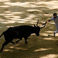 Course camarguaise du dimanche 10 mai comptant pour le troph�e des As