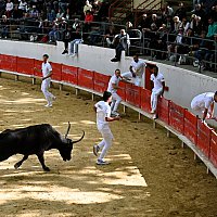Course camarguaise du dimanche 10 mai comptant pour le troph�e des As