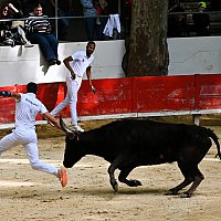 Course camarguaise du dimanche 10 mai comptant pour le troph�e des As