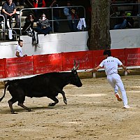 Course camarguaise du dimanche 10 mai comptant pour le troph�e des As