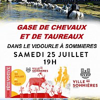 25 juillet - Gase de chevaux et taureaux